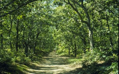 Promenons-nous dans le bois à Magny-les-Aubigny