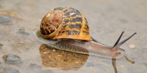 Randonnées sous la pluie en Rives de Saône