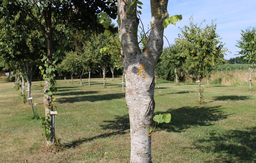 Forêt mémoire Anne-Marie Javouhey