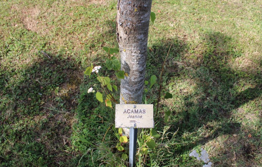 Forêt mémoire Anne-Marie Javouhey