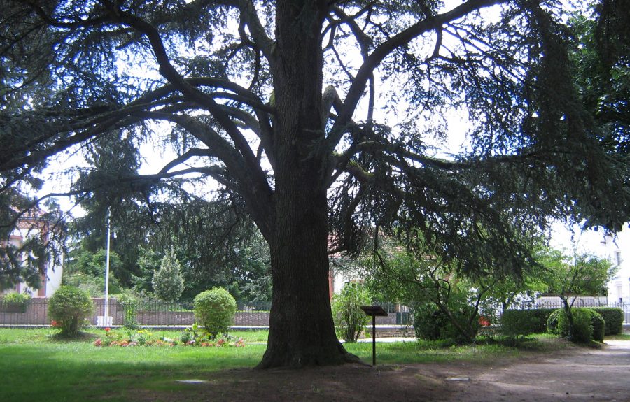 Jardin anglais à Seurre