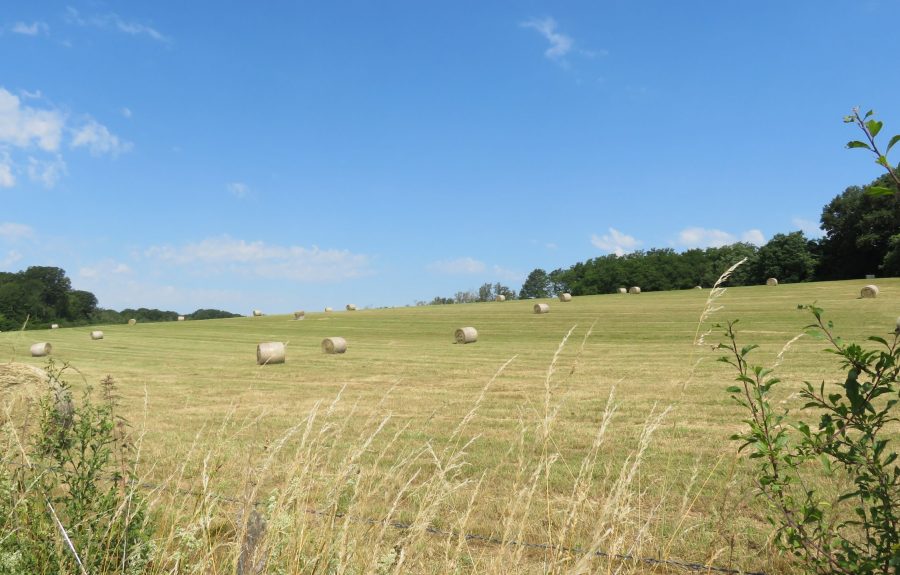 Sentier du Chevreuil à Chivres