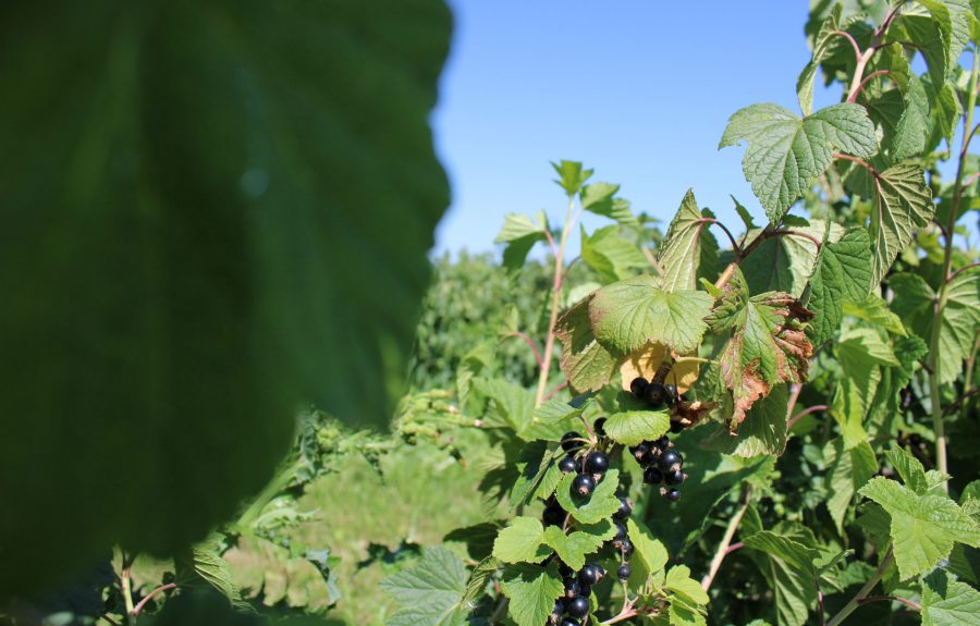 Domaine Bonnardot à Bonnencontre