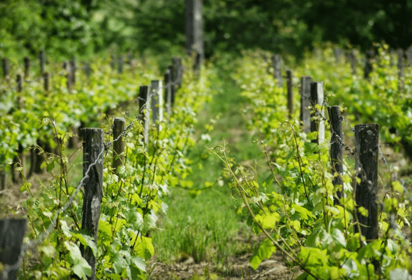 Domaine Bonnardot à Bonnencontre