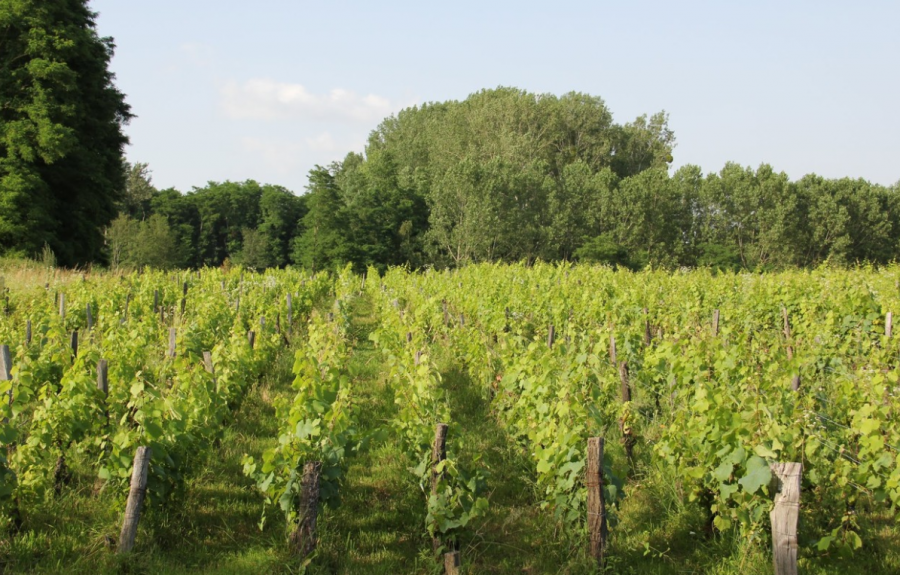 Domaine Polette à Pagny-le-Château