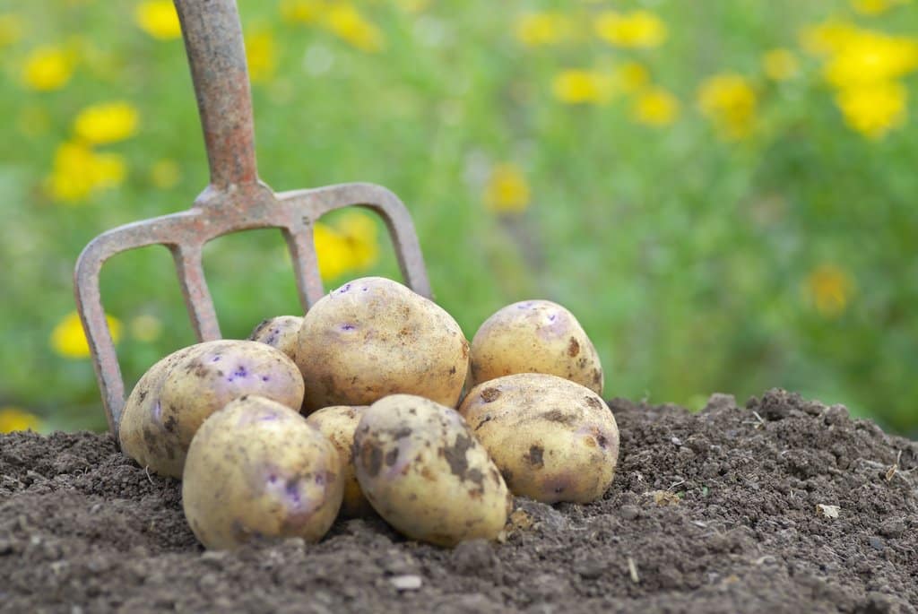 Monsieur Patate fait irruption sur le boulevard Talbot