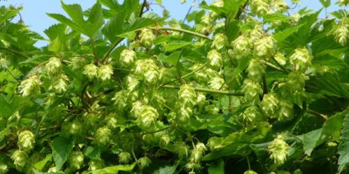 houblon - Etang Rouge à Seurre